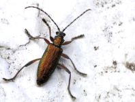 Donacia clavipes