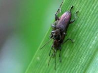 Donacia cf. semicuprea