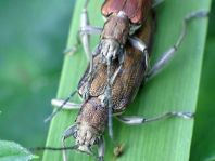 Donacia marginata