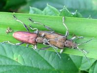 Donacia marginata