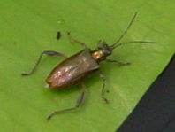 Seerosen-Schilfkäfer, Donacia crassipes