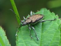 Donacia marginata