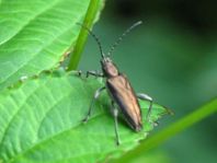 Donacia marginata