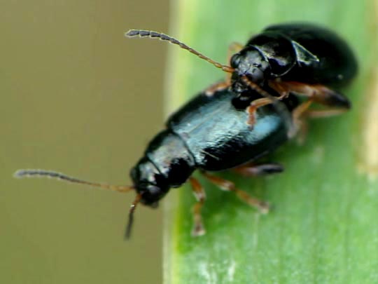 Alticinae