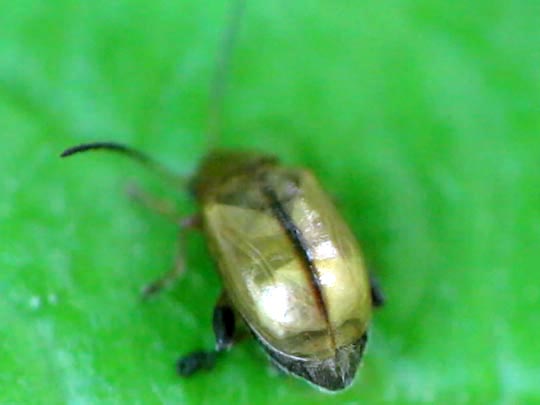 Alticinae