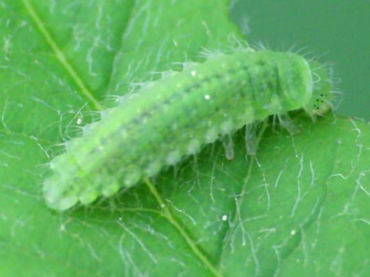 Chrysomelidae