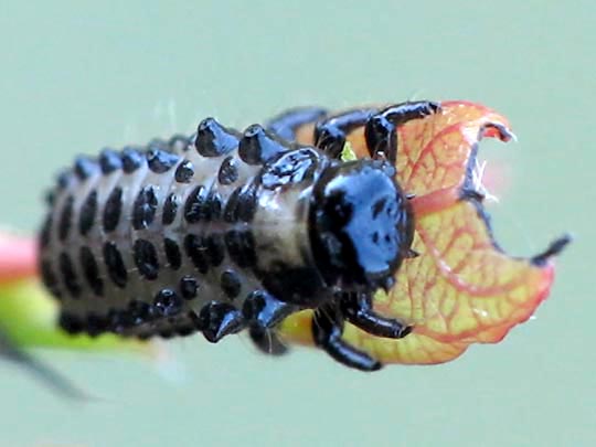 Chrysomelidae