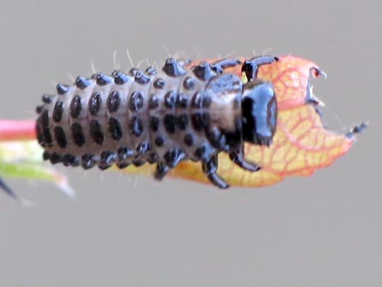 Chrysomelidae