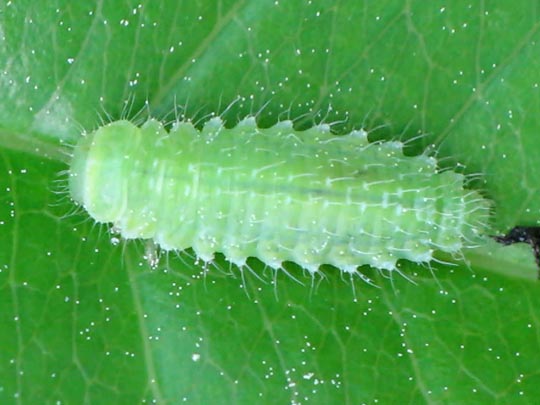 Chrysomelidae