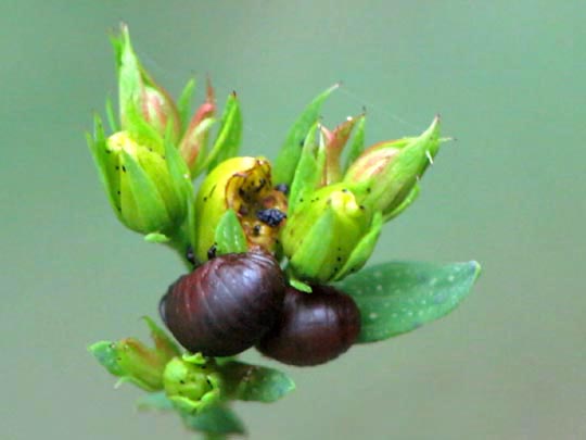 Chrysomelidae