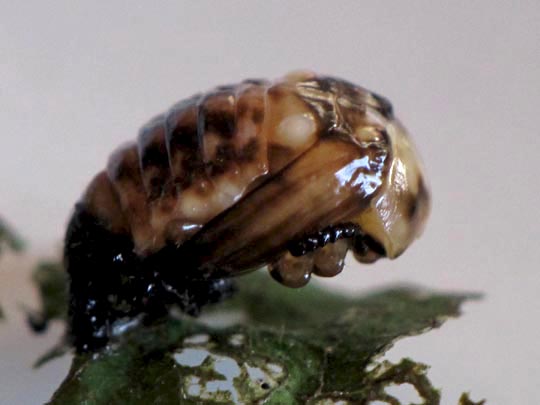 Chrysomelidae