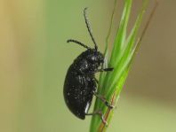 Galeruca tanaceti, Rainfarn-Blattkäfer
