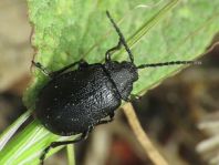 Galeruca tanaceti, Rainfarn-Blattkäfer