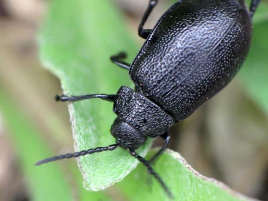 Galeruca tanaceti, Rainfarn-Blattkäfer