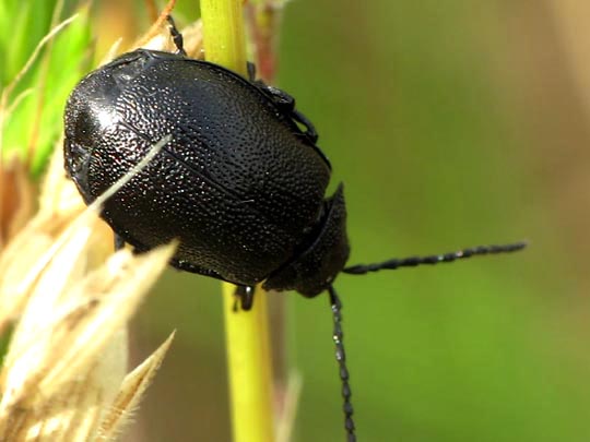 Galeruca tanaceti, Rainfarn-Blattkäfer
