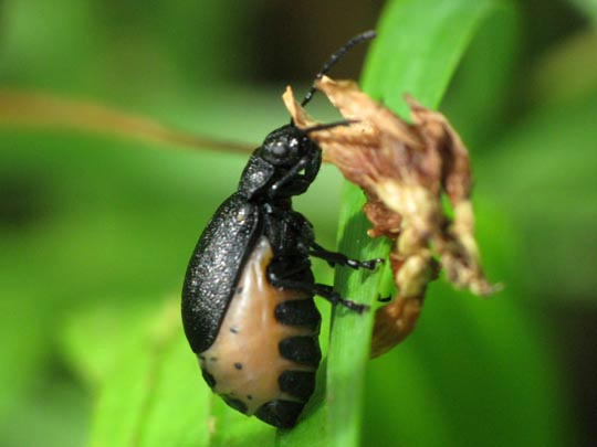 Galeruca tanaceti, Rainfarn-Blattkäfer