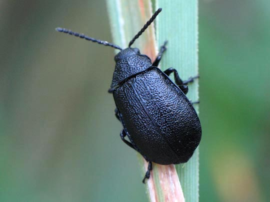 Galeruca tanaceti, Rainfarn-Blattkäfer