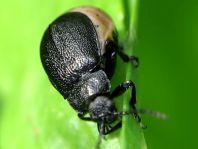 Galeruca tanaceti, Rainfarn-Blattkäfer