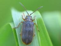 Galerucella sp.