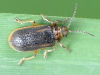 Galerucella sp.