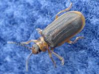 Galerucella sp.