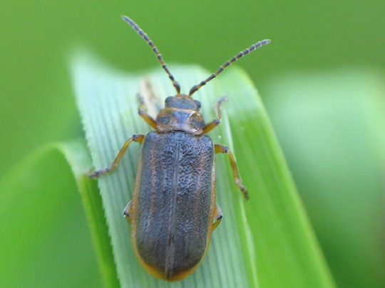 Galerucella