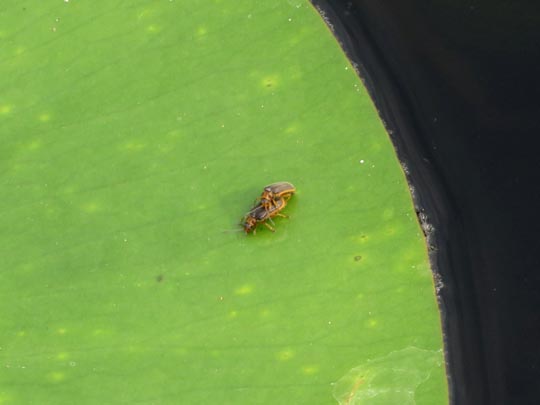 Galerucella