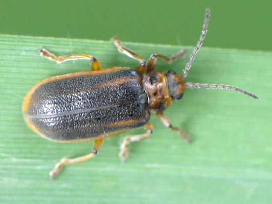 Galerucella