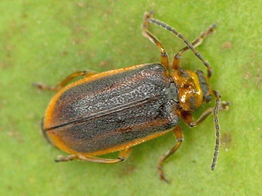 Seerosen-Blattkäfer, Galerucella nymphaeae