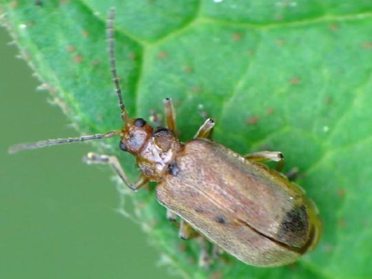 Galerucella