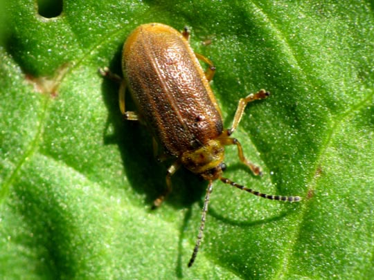 Seerosen-Blattkäfer, Galerucella cf. nymphaeae
