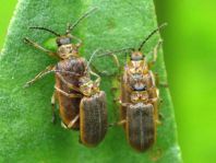 Seerosen-Blattkäfer, Galerucella cf. nymphaeae