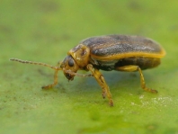 Seerosen-Blattkäfer, Galerucella nymphaeae