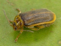Seerosen-Blattkäfer, Galerucella nymphaeae
