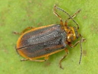 Seerosen-Blattkäfer, Galerucella nymphaeae