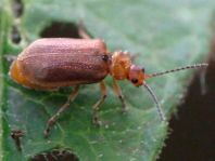 Galerucella sp.