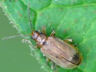 Galerucella sp.