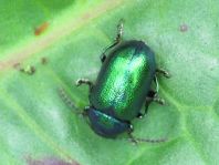 Grüner Sauerampferkäfer, Gastrophysa viridula