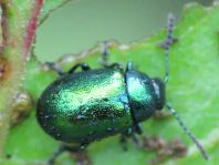 Grüner Sauerampferkäfer, Gastrophysa viridula
