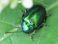Grüner Sauerampferkäfer, Gastrophysa viridula