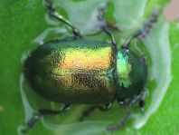 Grüner Sauerampferkäfer, Gastrophysa viridula