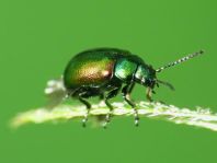 Grüner Sauerampferkäfer, Gastrophysa viridula