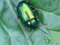 Grüner Sauerampferkäfer, Gastrophysa viridula