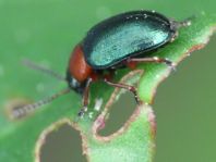 Gastrophysa polygoni