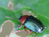 Gastrophysa polygoni