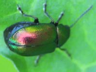 Grüner Sauerampferkäfer, Gastrophysa viridula