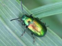 Grüner Sauerampferkäfer, Gastrophysa viridula