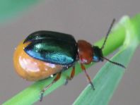 Gastrophysa polygoni