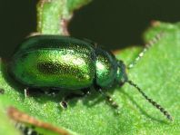 Grüner Sauerampferkäfer, Gastrophysa viridula