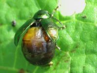 Grüner Sauerampferkäfer, Gastrophysa viridula